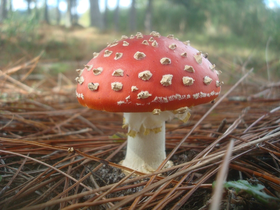 Amanita mushroom red