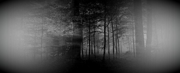 la nebbia nel mio bosco