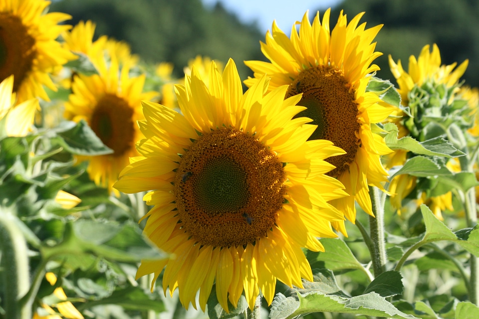 Yellow flower nature