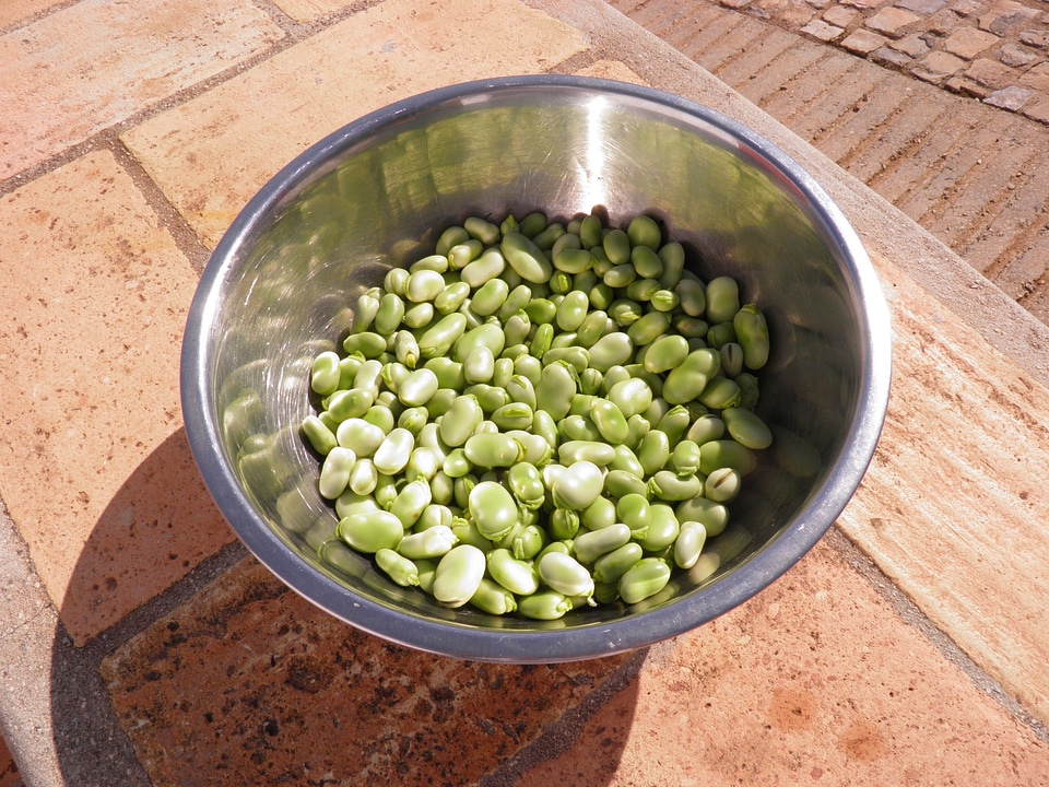 Vegetable vegetarian green