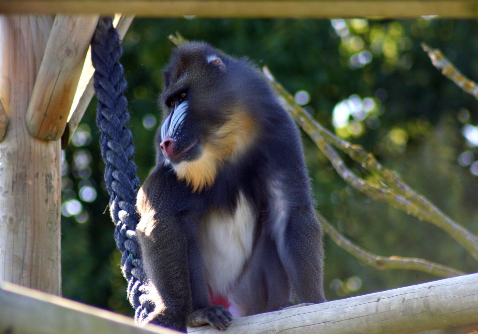 Wingham Wildlife Park