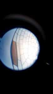 Microscope