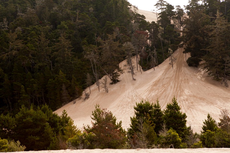 Dune Buggy Tracks at Oregon Dunes Recreation Area, Siuslaw National Forest