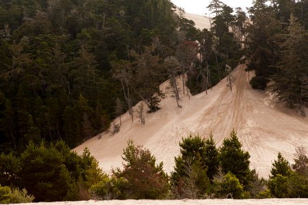 Dune Buggy Tracks at Oregon Dunes Recreation Area, Siuslaw National Forest