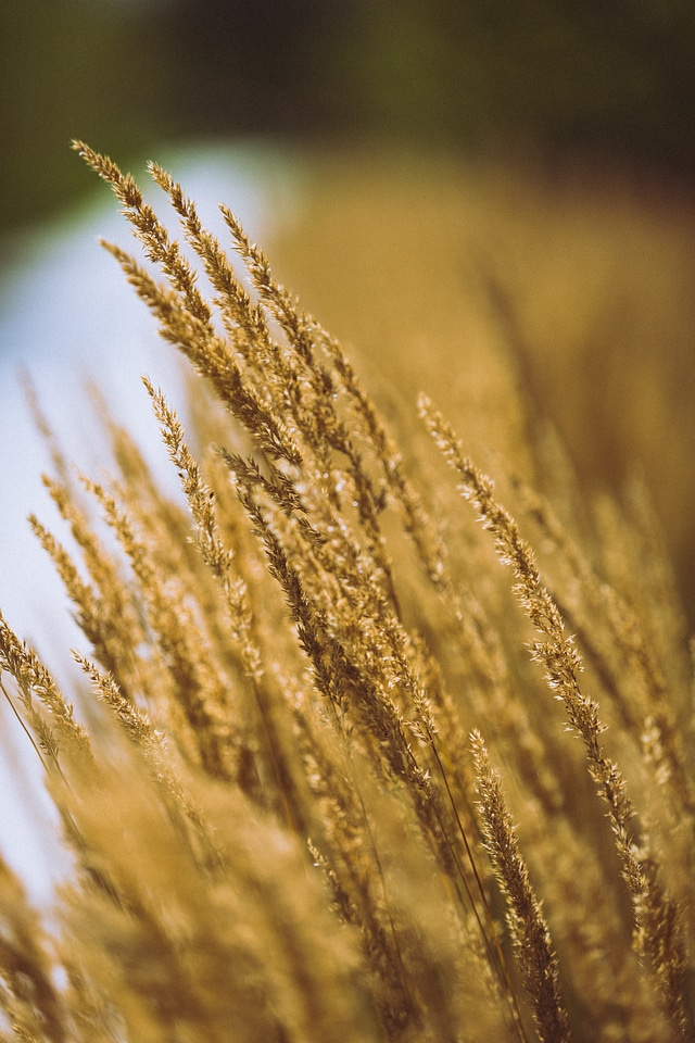 Inflorescence wheat field