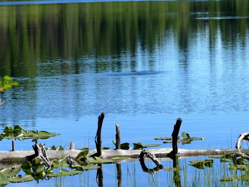 Colville NF Davis Lake Tral June 2020 by Sharleen Puckett 19