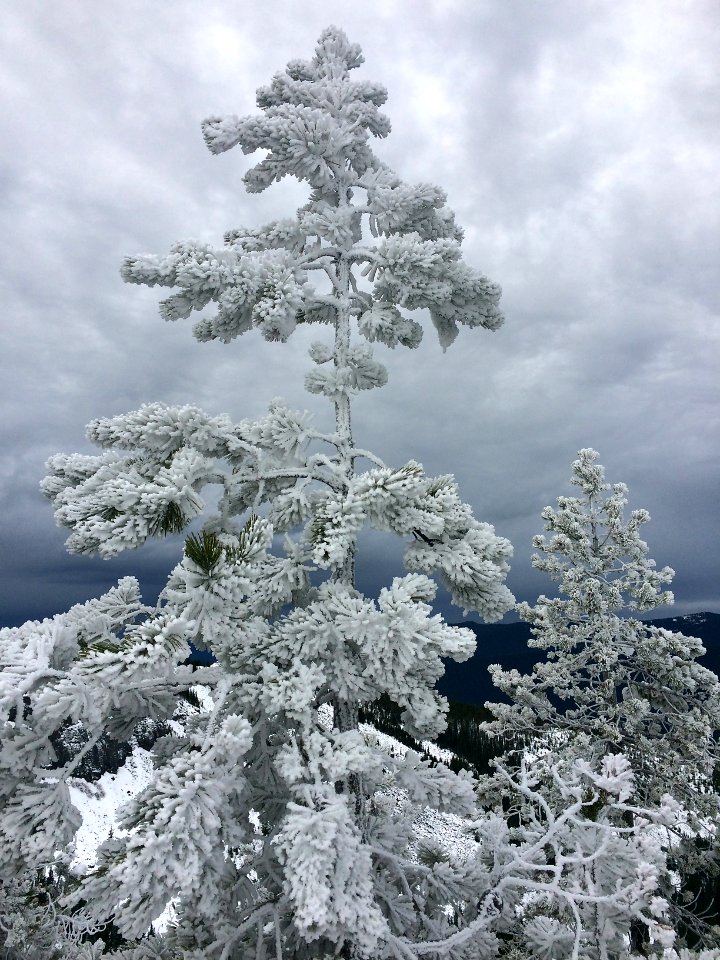 Frozen tree atop Tom Dick and Harry Mountain, Salmon-Huckleberry Wilderness on the Mt. Hood National Forest