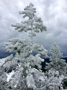 Frozen tree atop Tom Dick and Harry Mountain, Salmon-Huckleberry Wilderness on the Mt. Hood National Forest photo