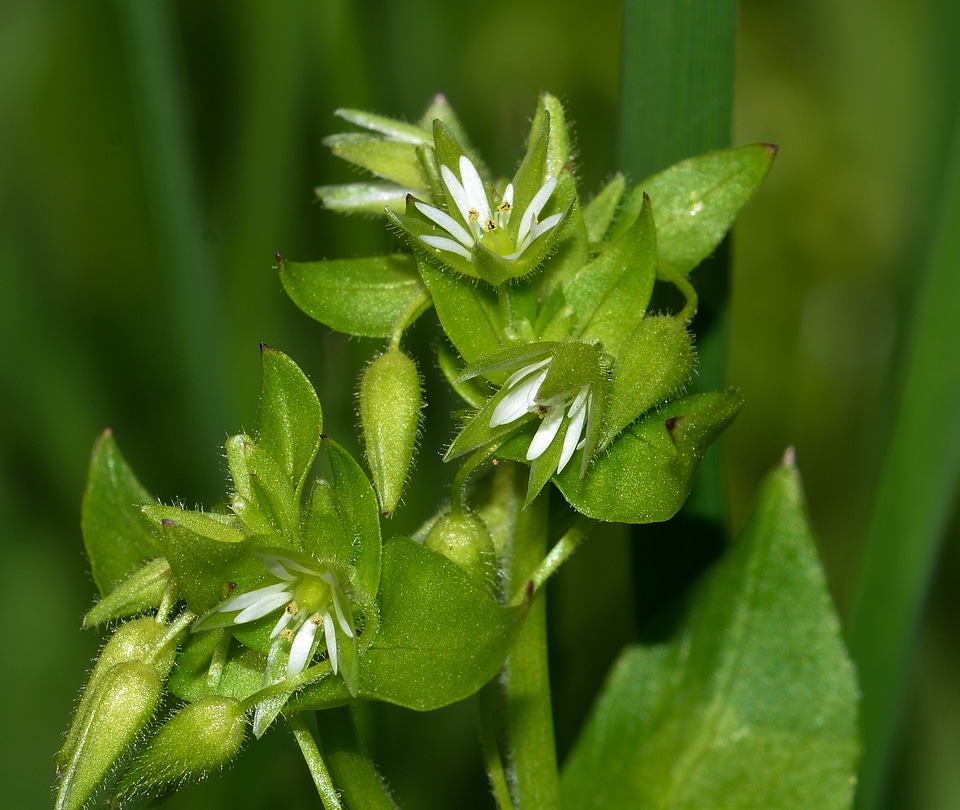 Stellaria average flower