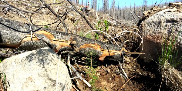 2019-May-deLeon-ColvilleNF-planting-shelter photo