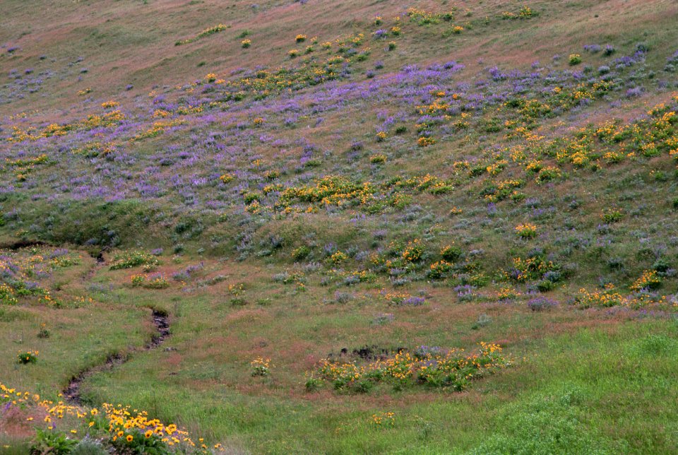 Grassland and Wildflowers.jpg