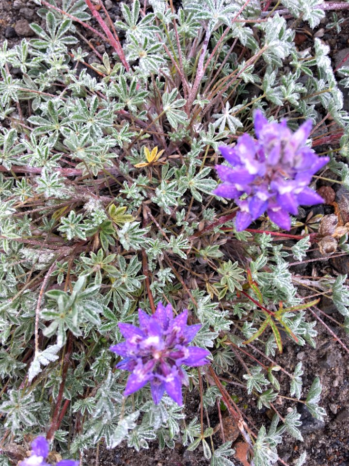 20190702 MtStHelens PrairieLupine