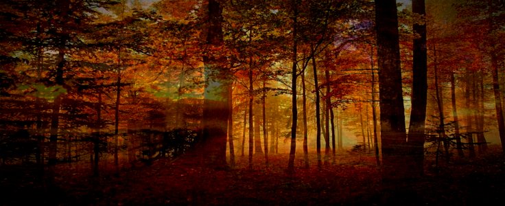 i colori del mio bosco