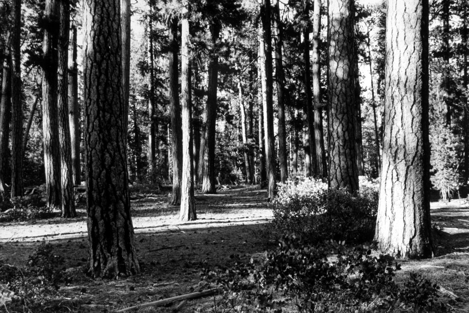 418 Old growth ponderosa pine forest, Deschutes Nat'l Forest