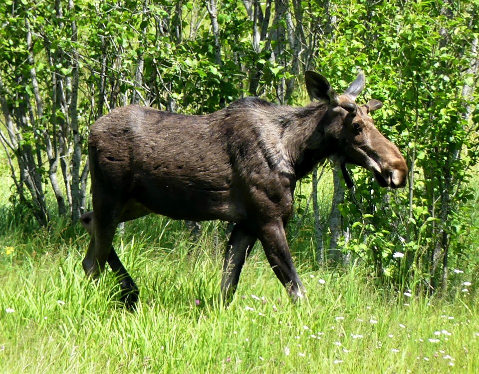Big Meadow Lake Campground moose CU June 2020 by Sharleen Puckett