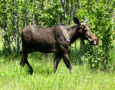 Big Meadow Lake Campground moose CU June 2020 by Sharleen Puckett photo