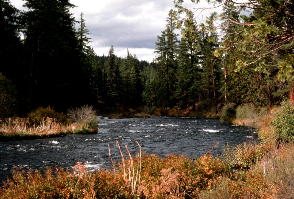 Metolius River, Deschutes National Forest.jpg
