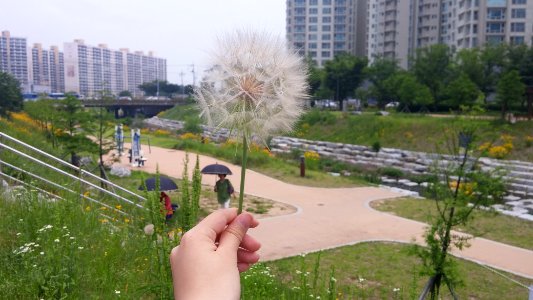 대구 거대 민들레