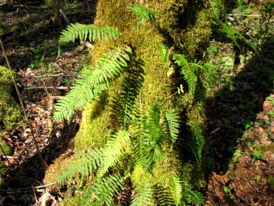 Licorice Fern on Maple Tree, Brown Creek Nature Trail, Olympic National Forest.