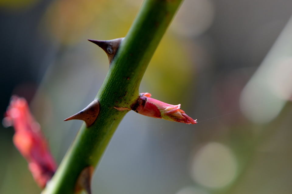 Bud nature background