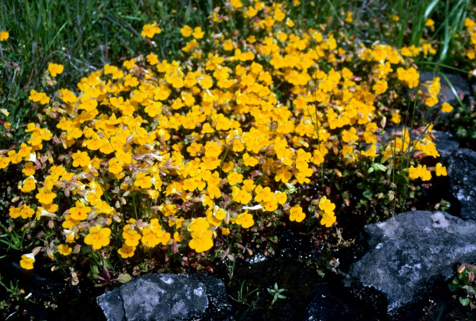 Wildflowers-2.jpg