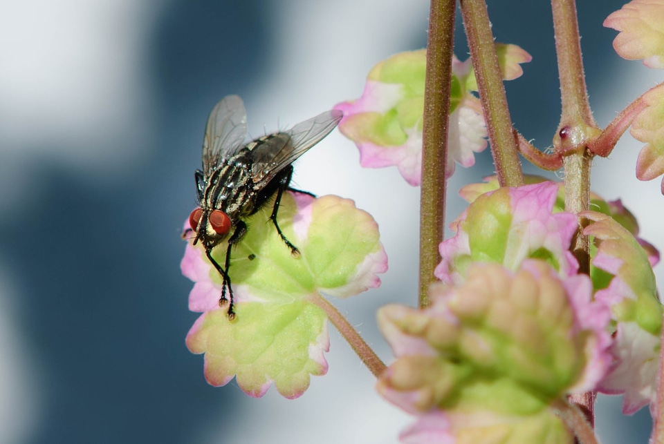 Insect close up wing photo