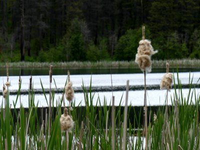Colville NF Ferry Lake June 2020 by Sharleen Puckett 8