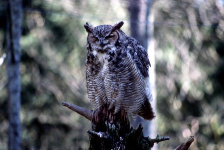 Great horned owl-3.jpg