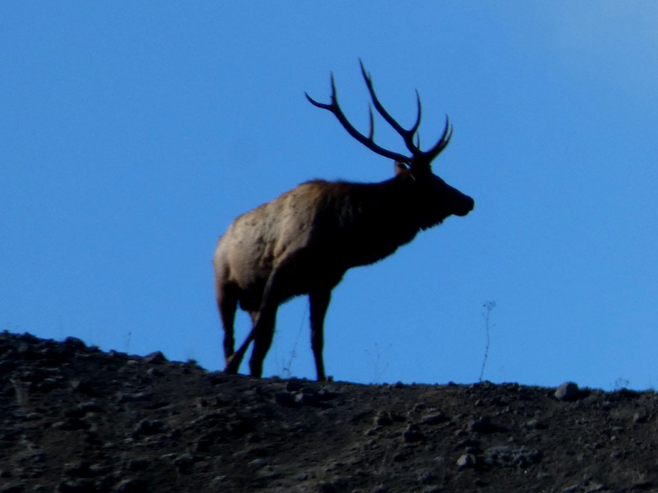 Elk at Mount St Helens National Volcanic Monument
