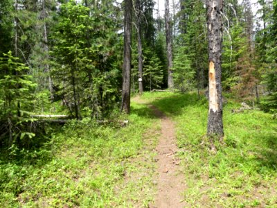 Colville NF Frater Lake June 2020 by Sharleen Puckett 10