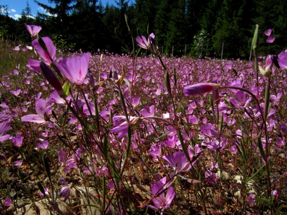 2019 Olympic OrchardPollinatorHabitatStoryFarewell to Spring CBartlett