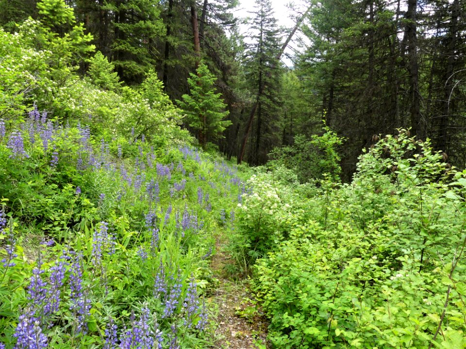 Colville NF - 10-mile trail - wildflower - June 2020 - Sharleen Puckett