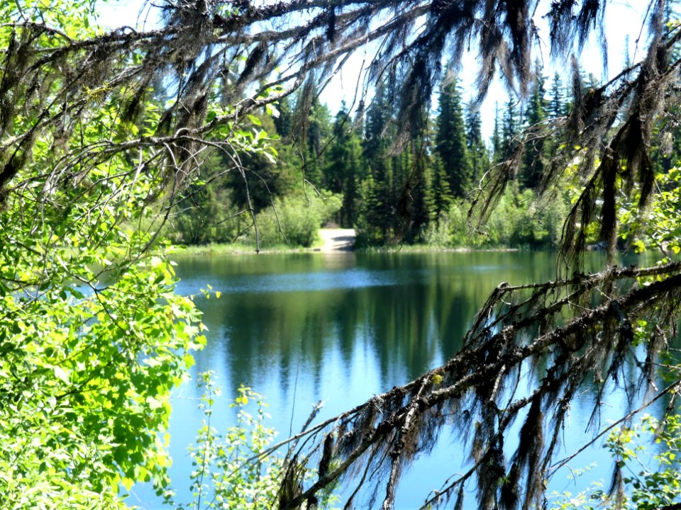 Colville NF Davis Lake Tral June 2020 by Sharleen Puckett 8