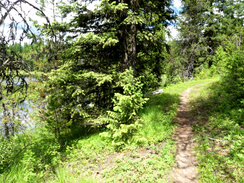 Colville NF Frater Lake June 2020 by Sharleen Puckett 5