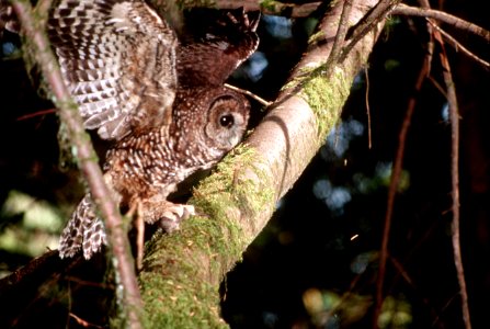 Northern Spotted owl.jpg photo