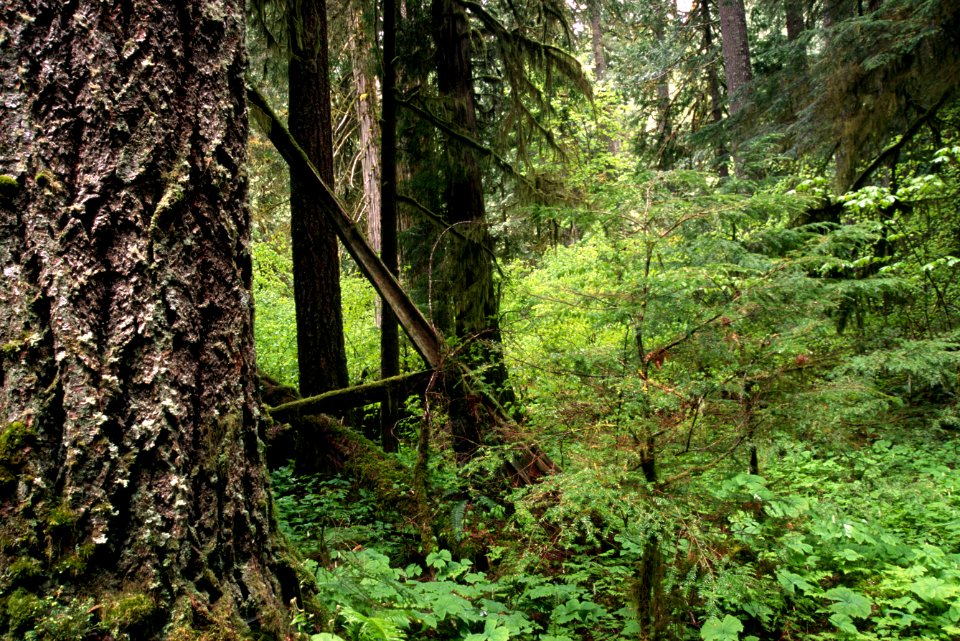 Gifford Pinchot National Forest, old growth fir.jpg