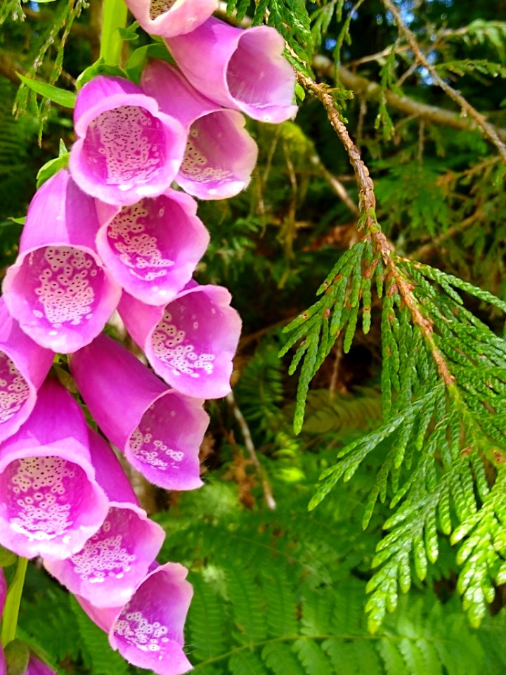 Foxgloves at the Verlot Service Center, Mt. Baker-Snoqualmie National Forest. Photos by Anne Vassar, June 22, 2020.