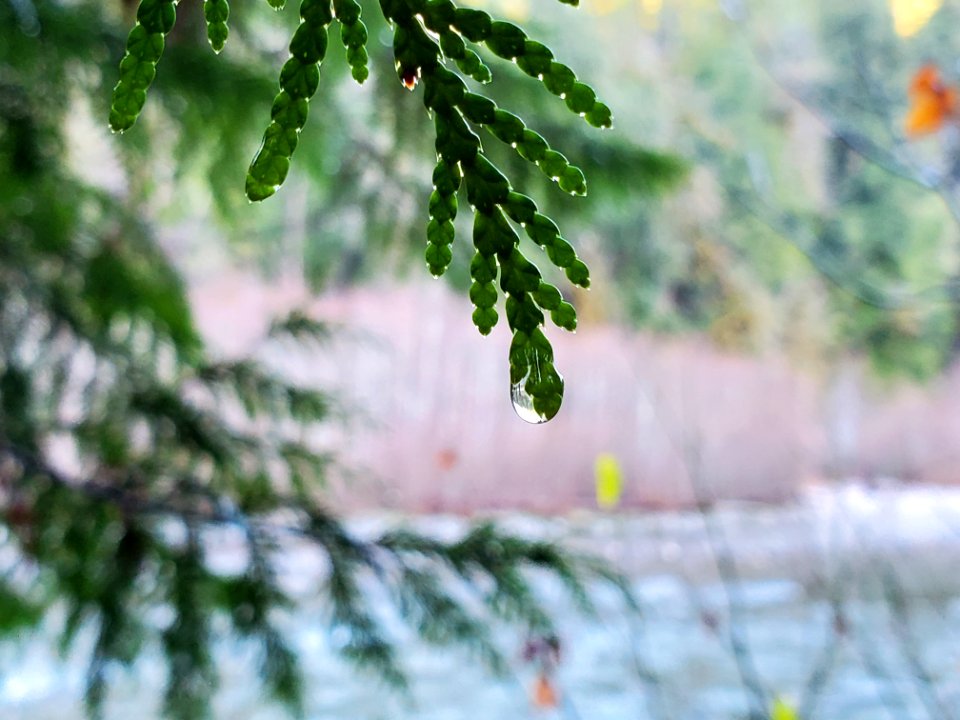 Autumn on the Old Sauk Trail, Mt. Baker-Snoqualmie National Forest.  Photo by Anne Vassar December 1, 2020.