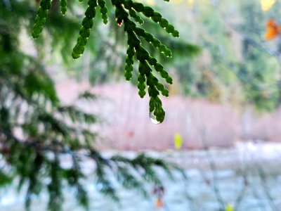 Autumn on the Old Sauk Trail, Mt. Baker-Snoqualmie National Forest.  Photo by Anne Vassar December 1, 2020.