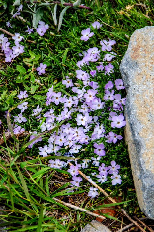 Wildflowers and Boulder-Mt Hood