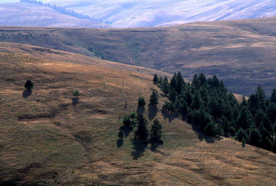 Ukiah, Umatilla National Forest.jpg