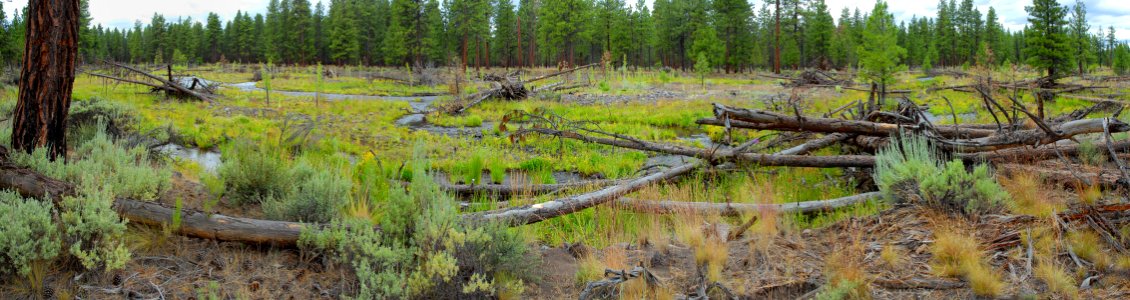 Deschutes National Forest, Whychus Creek Photo Point 6ABC panarama after.jpg photo