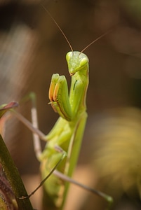 Macro insect scare photo