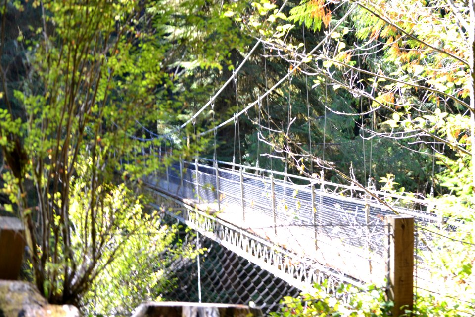 Drift Creek Falls suspension bridge