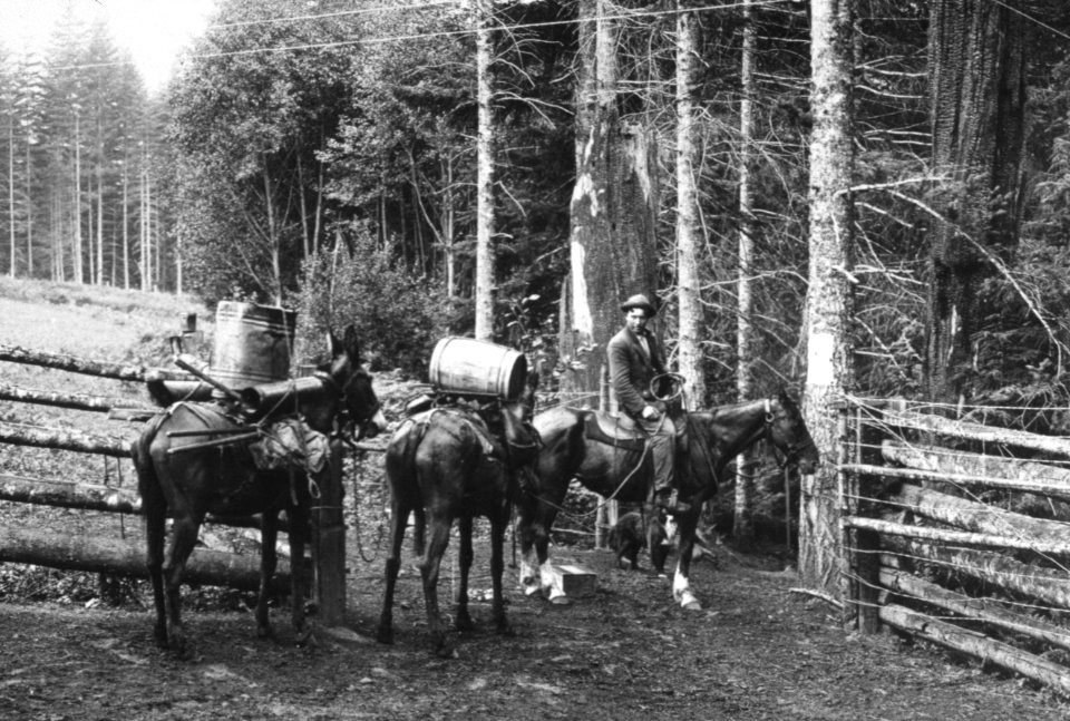 438 Trail construction packer, Little Sandy Ranger Station 1911