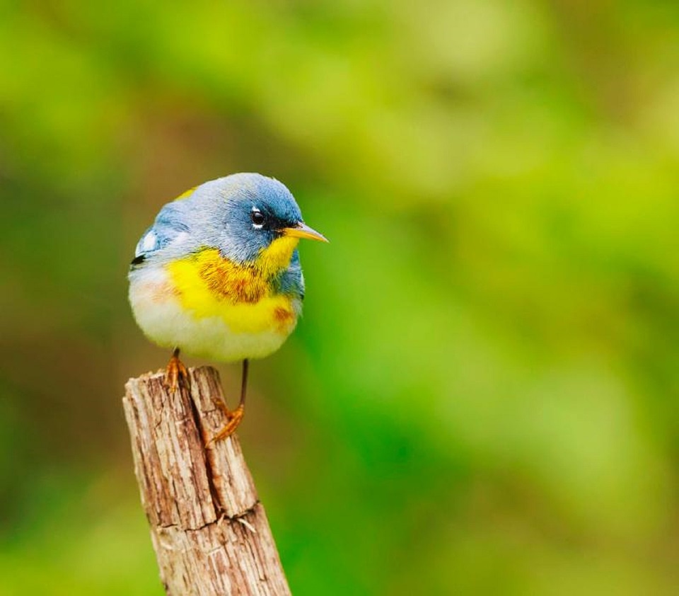 Perched northern parula portrait