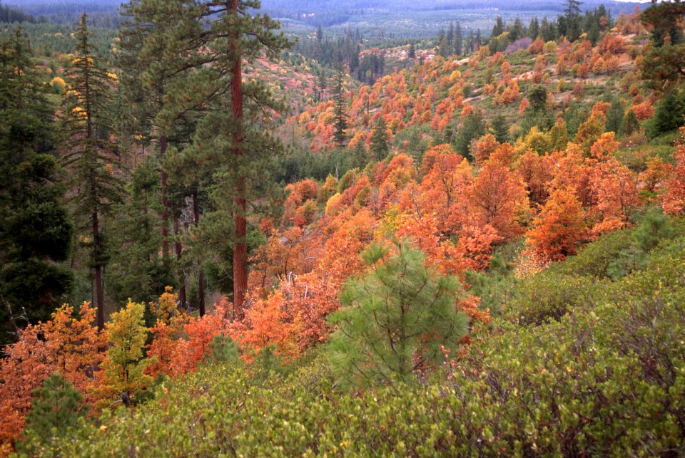 Fall Color, Mt Hood National Forest-2.jpg
