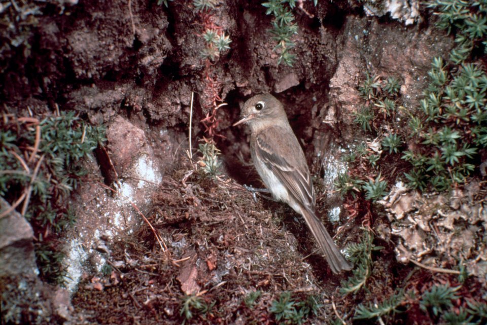 Pacific slope flycatcher.jpg