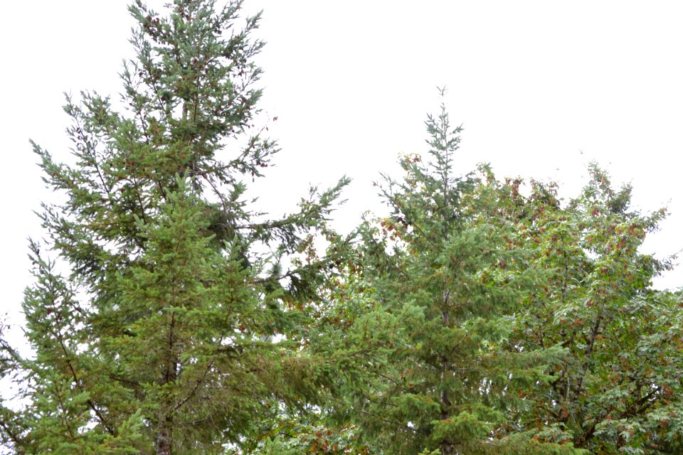 Treetops