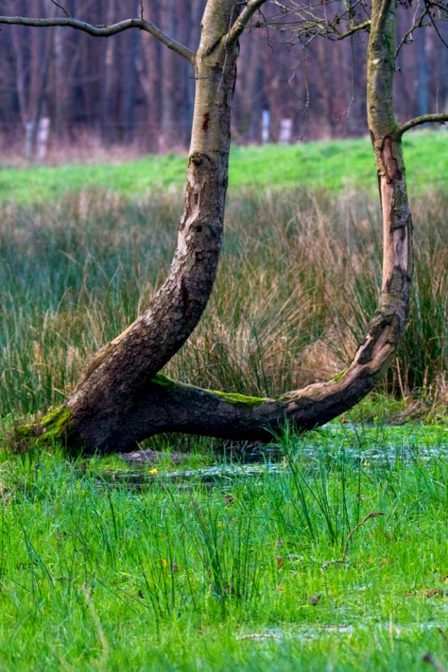 Suhrer See 12